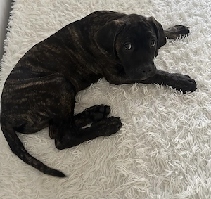 Cane Corso -mascul 3 luni - imagine 2