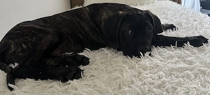 Cane Corso -mascul 3 luni - imagine 3