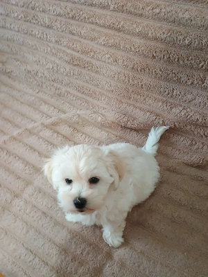 Cățelușă bichon maltez 