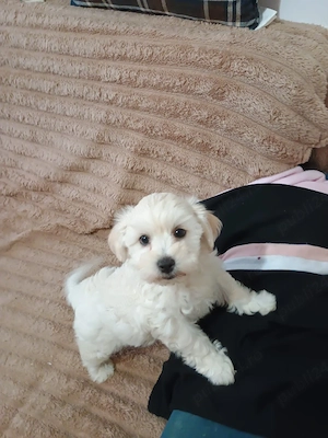 Cățelușa, bichon maltez 