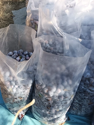Prune anaspet Bogați Arges, 1,5 lei kg