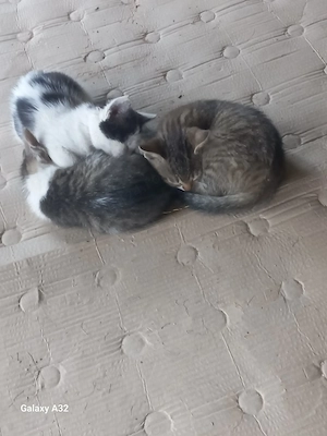 Donez 3 pui pisici.