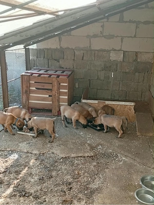 Ciobănesc Belgian Malinois - pui 