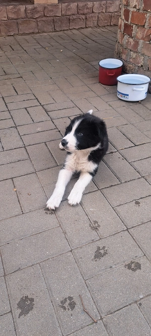 Vind cățeii Border Collie 