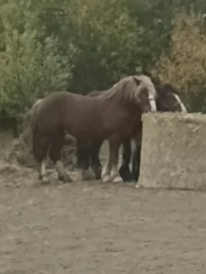 Vând armăsar 2 ani