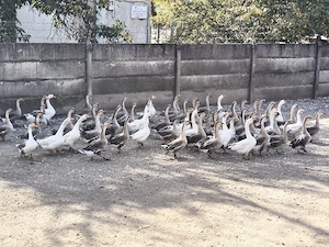 Gâște de vânzare Ploiești 