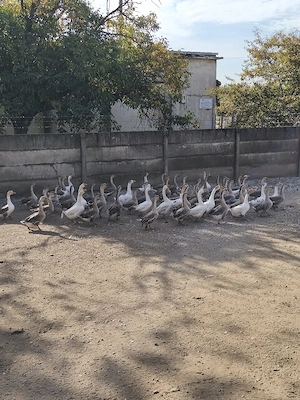 Gâște de vânzare Ploiești  - imagine 3