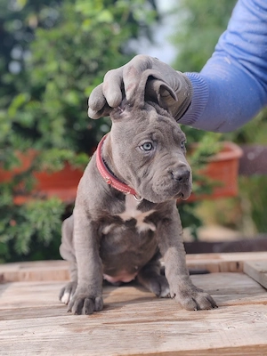 Cane corso disponibile 