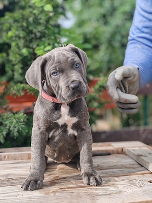 Cane corso disponibile  - imagine 5