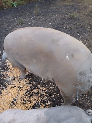 Porc de vânzare 