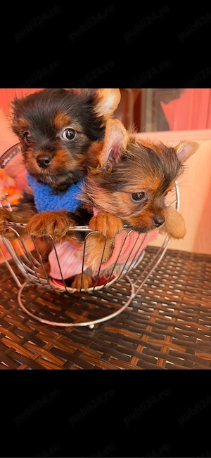 yorkshire terrier baietel si fetita - imagine 2