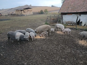 Porci tineri 