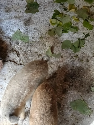 O pereche de purcei Mangalia, 