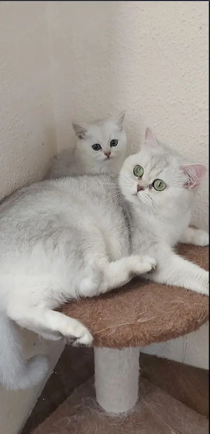 British shorthair chinchilla  - imagine 2