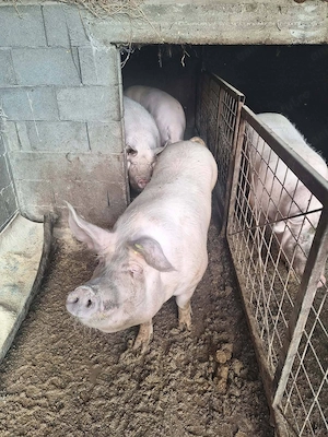 Vand porci pentru sacrificat - imagine 2