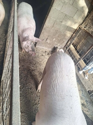 Vand porci pentru sacrificat - imagine 3