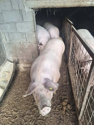 Vand porci pentru sacrificat