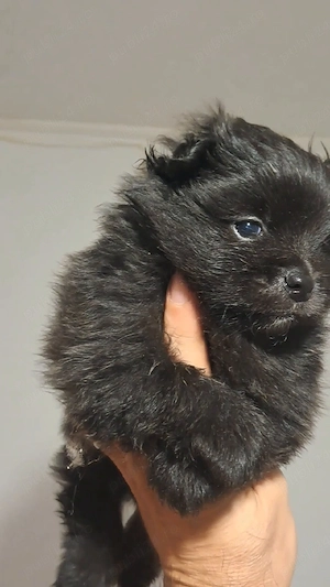 pomeranian 2 luni - imagine 3