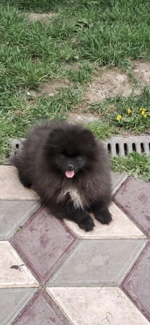 pomeranian 2 luni - imagine 4