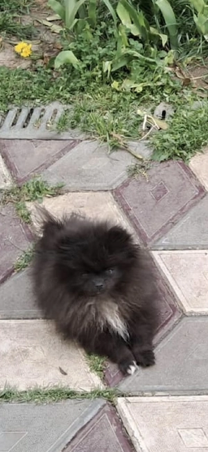 pomeranian 2 luni - imagine 5