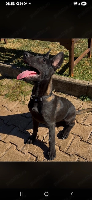 donez catel malinois carbon 4 luni urgent