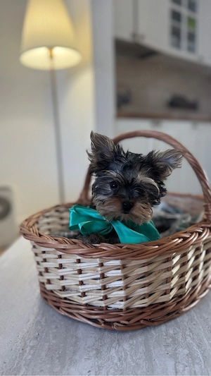 Yorkshire terrier 