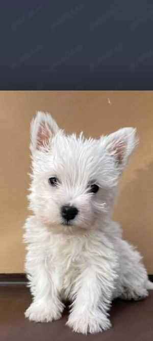 Pui Westie deosebiti