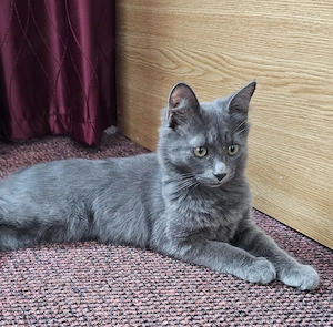 Pui rasa Nebelung, fetita 3 luni