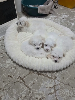 Vand puiuti micuti si dragalasi de bichon  - imagine 4