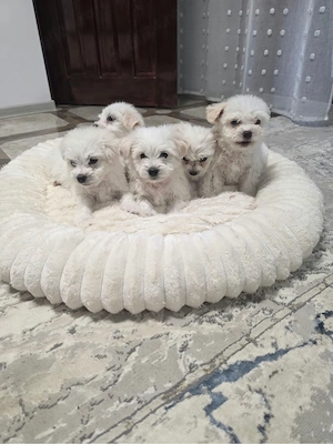 Vand puiuti micuti si dragalasi de bichon  - imagine 3