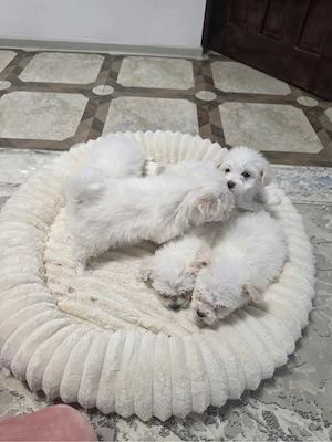 Vand puiuti micuti si dragalasi de bichon  - imagine 2