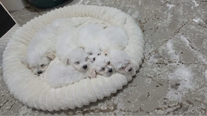 Vand puiuti micuti si dragalasi de bichon 