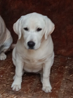Labrador Retriever fetiță, pedigree TIP A Labrador retriever  - imagine 3