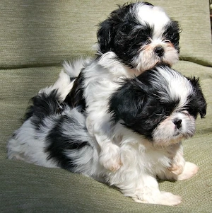 Puiuti Shih tzu talie mica