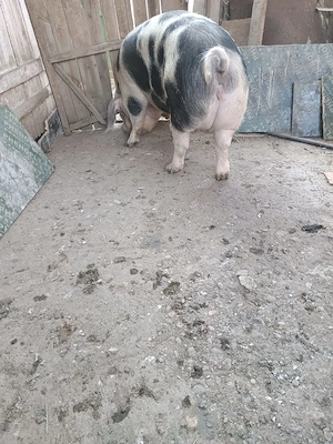 Porci 100 300 kg 