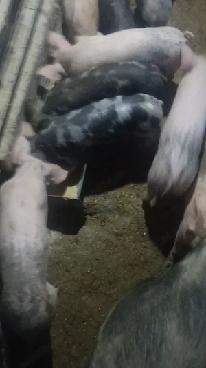 Purceluși de vânzare