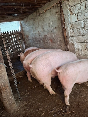 Porci 100 300 kg  - imagine 4