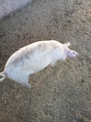 Vind Porci - imagine 3