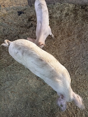 Vind Porci - imagine 2