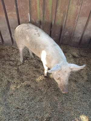 Vind Porci