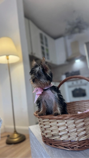 Yorkshire terrier - imagine 3