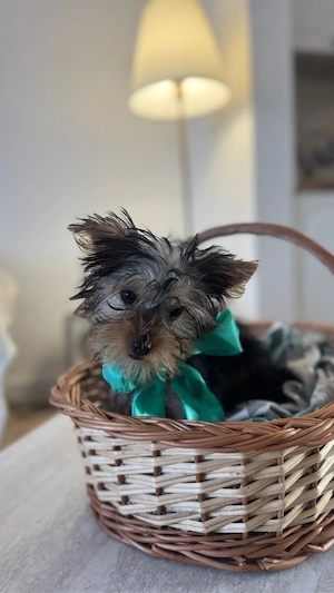 Yorkshire terrier - imagine 2