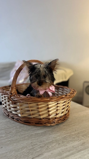Yorkshire terrier - imagine 4