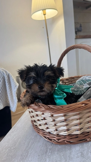 Yorkshire terrier