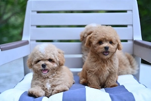 MALTIPOO toy - Pui din Canisa Proprie, Permitem Vizionare 