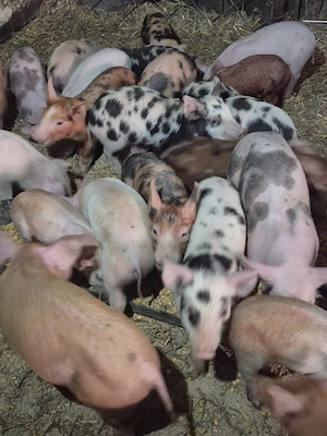 purceluși pietrean cu duroc  - imagine 2