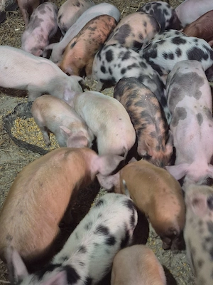purceluși pietrean cu duroc 