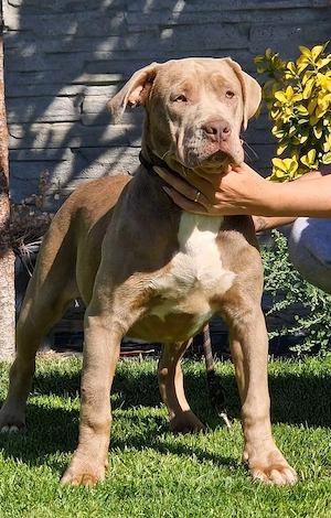 Vand femela American Bully xxl