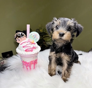 Yorkshire Terrier Toy