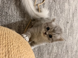 British long hair tabby - imagine 3